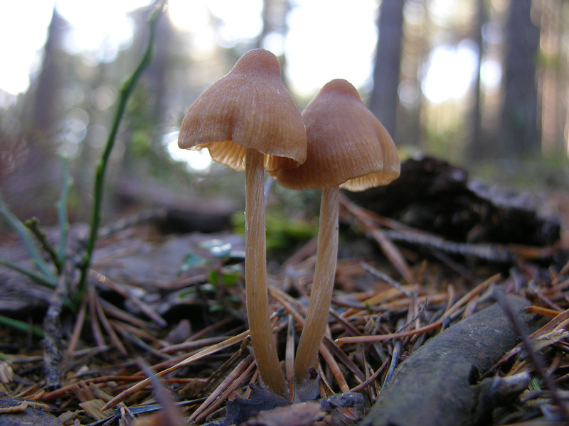 Nei boschi del mauretto..quando il gatto non c''�...